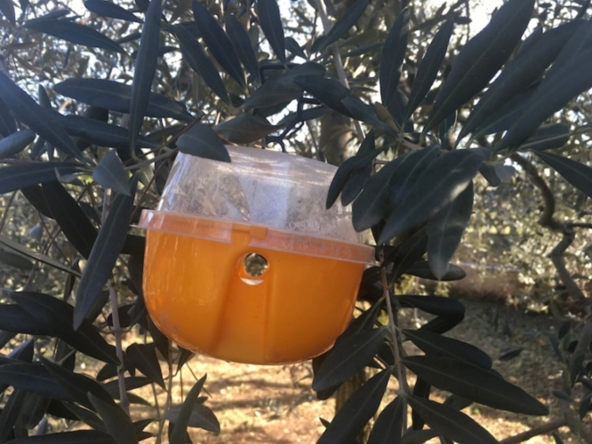 trappola-su-olivo-difesa-mag-2022-fonte-bayer _1_.jpg